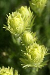Cusick's Paintbrush bracts detail