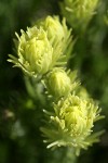 Cusick's Paintbrush bracts detail