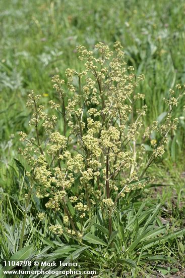 Valeriana edulis
