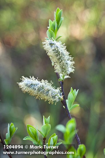 Salix planifolia