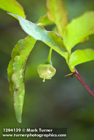 Vaccinium membranaceum