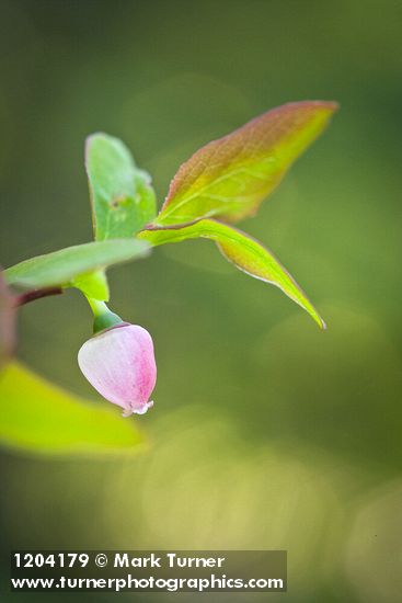Vaccinium ovalifolium