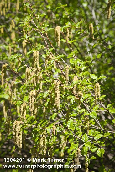 Alnus viridis ssp. sinuata