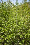 Sitka Alder