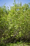 Sitka Alder
