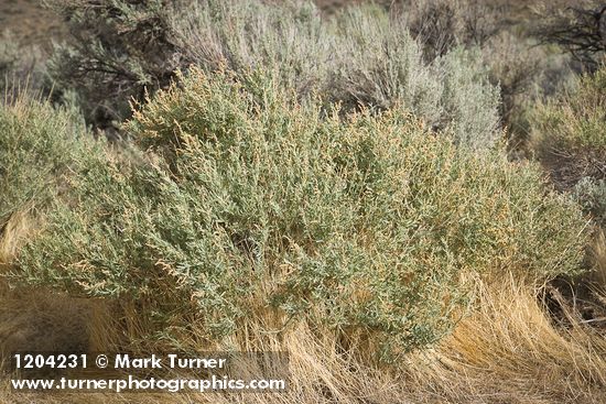 Atriplex canescens