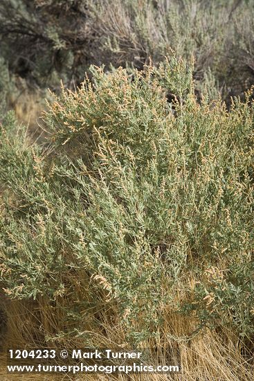 Atriplex canescens