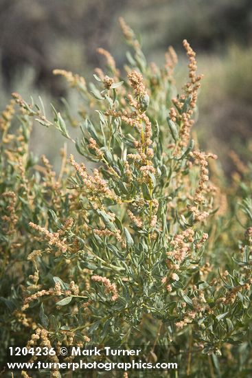 Atriplex canescens