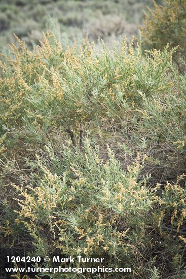 Atriplex canescens