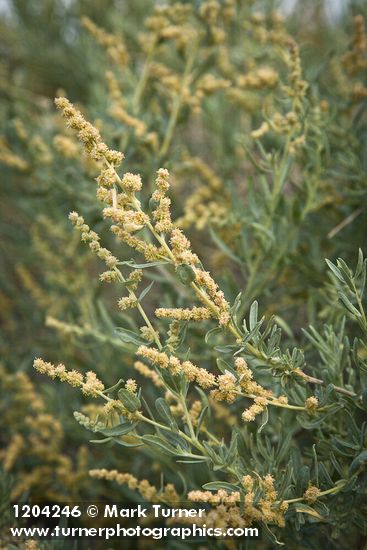 Atriplex canescens