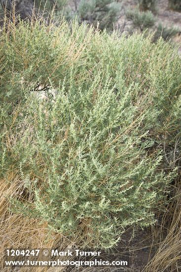 Atriplex canescens