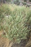 Fourwing Saltbush (female)