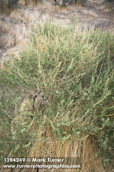 Atriplex canescens