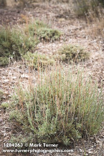 Artemisia nova