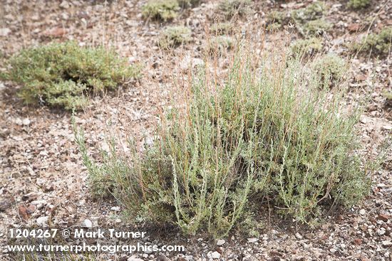 Artemisia nova