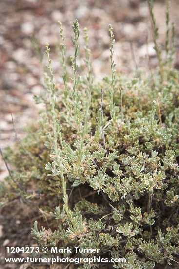 Artemisia nova