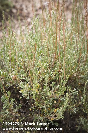 Artemisia nova