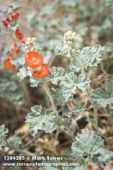 Sphaeralcea grossulariifolia