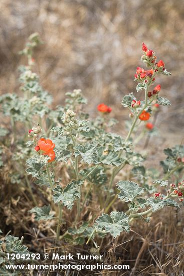 Sphaeralcea grossulariifolia