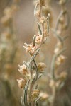 Winterfat blossoms & foliage detail
