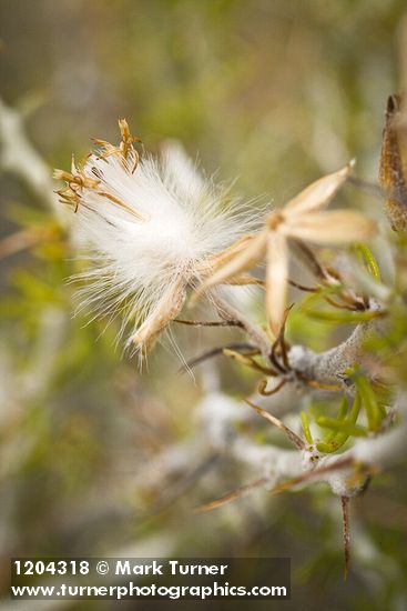 Tetradymia spinosa
