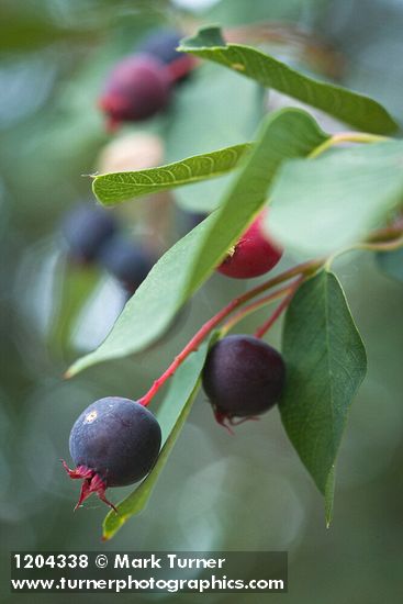 Amelanchier alnifolia