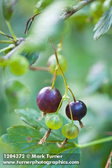 Ribes niveum