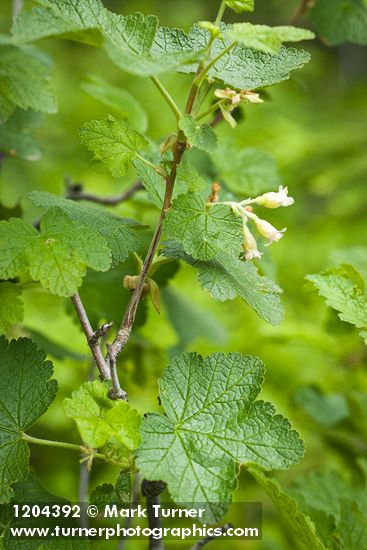 Ribes wolfii