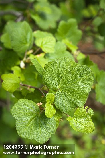 Ribes wolfii