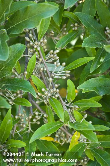 Elaeagnus umbellata