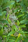 Autumn Olive immature fruit among foliage