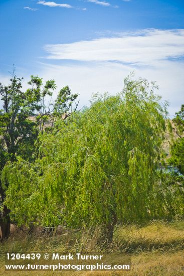 Salix alba