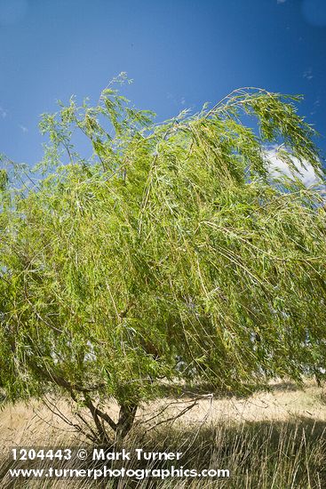 Salix alba