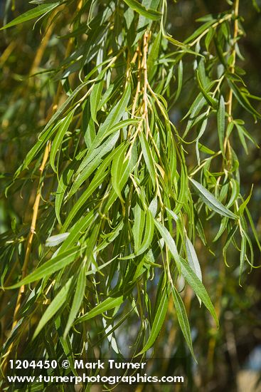 Salix alba