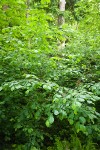 Common Filbert
