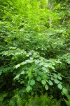 Common Filbert