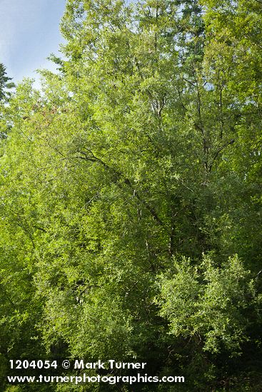Salix scouleriana