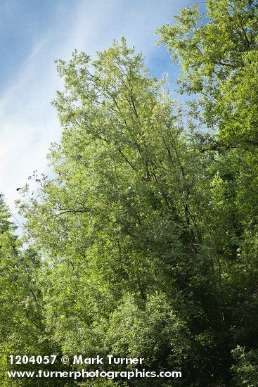 Salix scouleriana