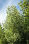 Scouler's Willow