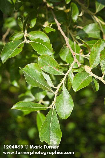 Salix scouleriana