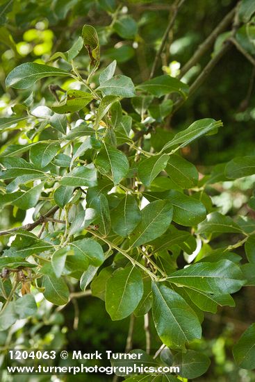 Salix scouleriana