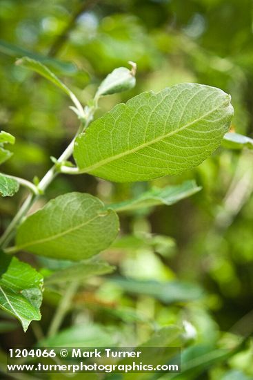 Salix scouleriana