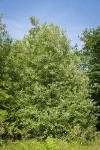 Scouler's Willow