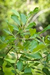 Scouler's Willow foliage
