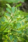 Scouler's Willow foliage