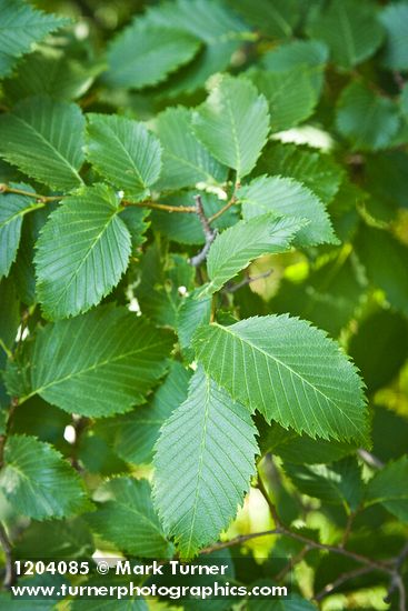 Ulmus americana