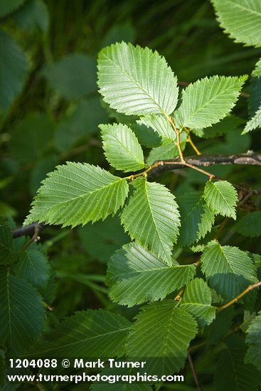Ulmus americana