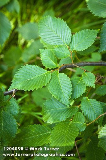Ulmus americana