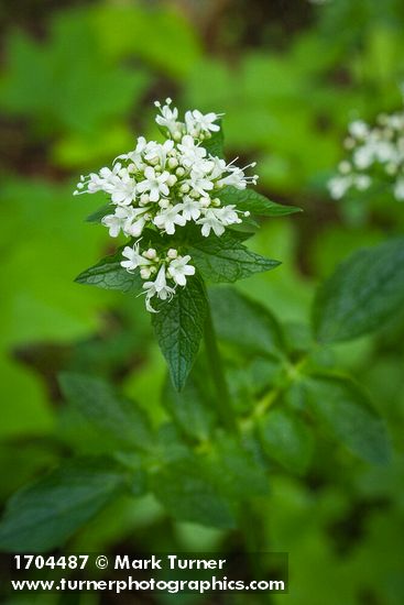 Valeriana scouleri