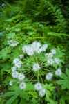 Coltsfoot, in seed